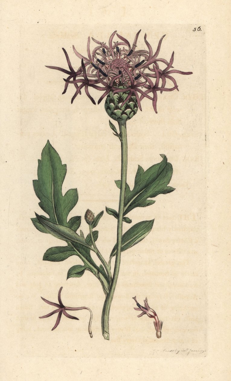 Centaurea scabieuse, Centaurea scabiosa - James Sowerby