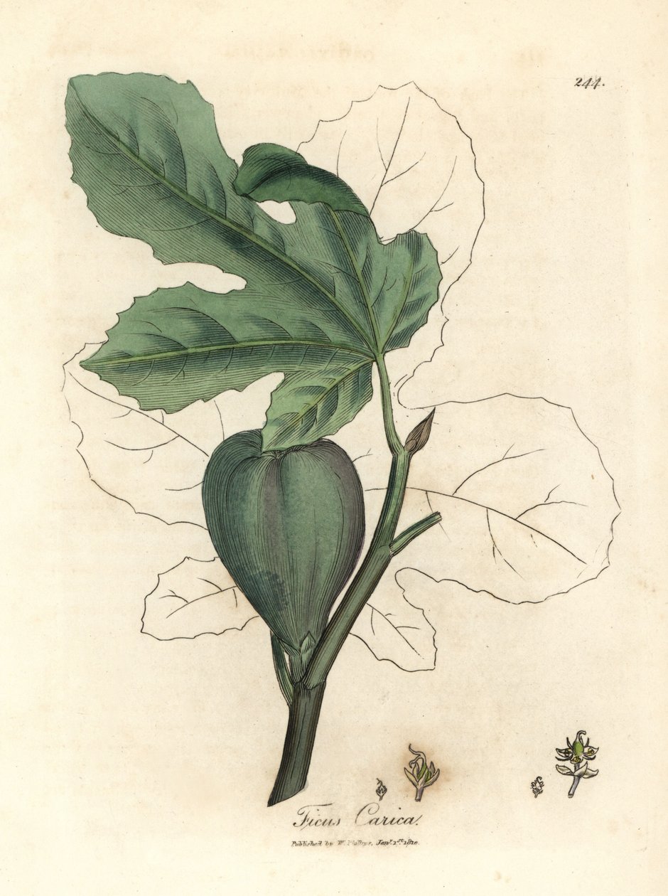 Figuier vert, fruit, feuilles, contour de feuille - James Sowerby