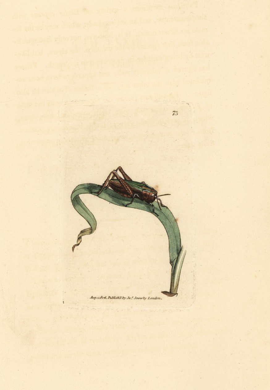 Sauterelle verte, Omocestus viridulus (Gryllus viridulus) - James Sowerby