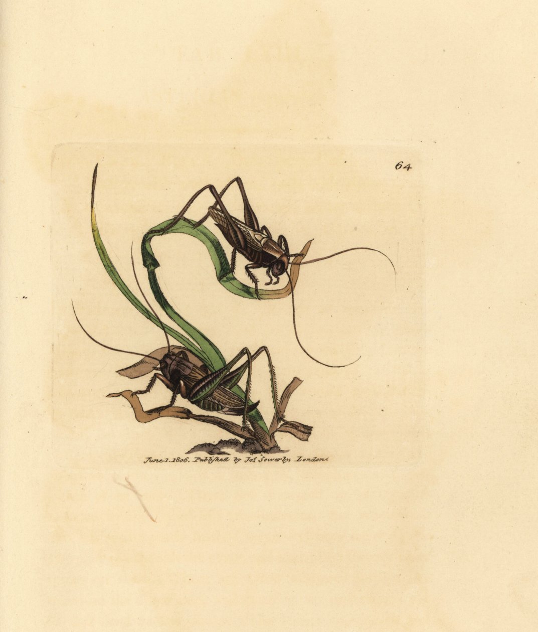 Grillon gris, Platycleis grisea (Sauterelle grise, Locust grisea). Gravure à la main en cuivre colorée par James Sowerby de The British Miscellany, ou Figures colorées de sujets animaux nouveaux, rares ou peu connus - James Sowerby