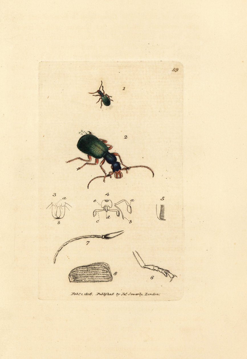 Carabe doré, Drypta dentata - James Sowerby