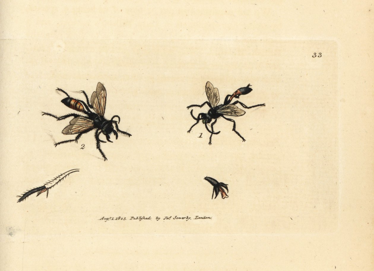 Guêpe des sables poilue, Podalonia hirsuta (Ammophila hirsuta) - James Sowerby