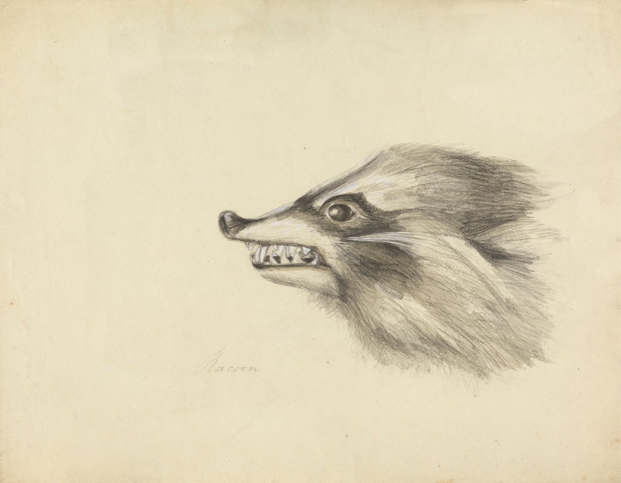 Tête de raton laveur - James Sowerby