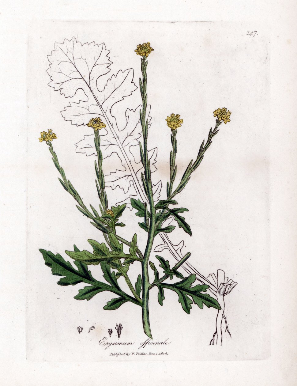 Herbe aux chantres ou herbe des haies - Moutarde des haies, Erysium officinale - James Sowerby