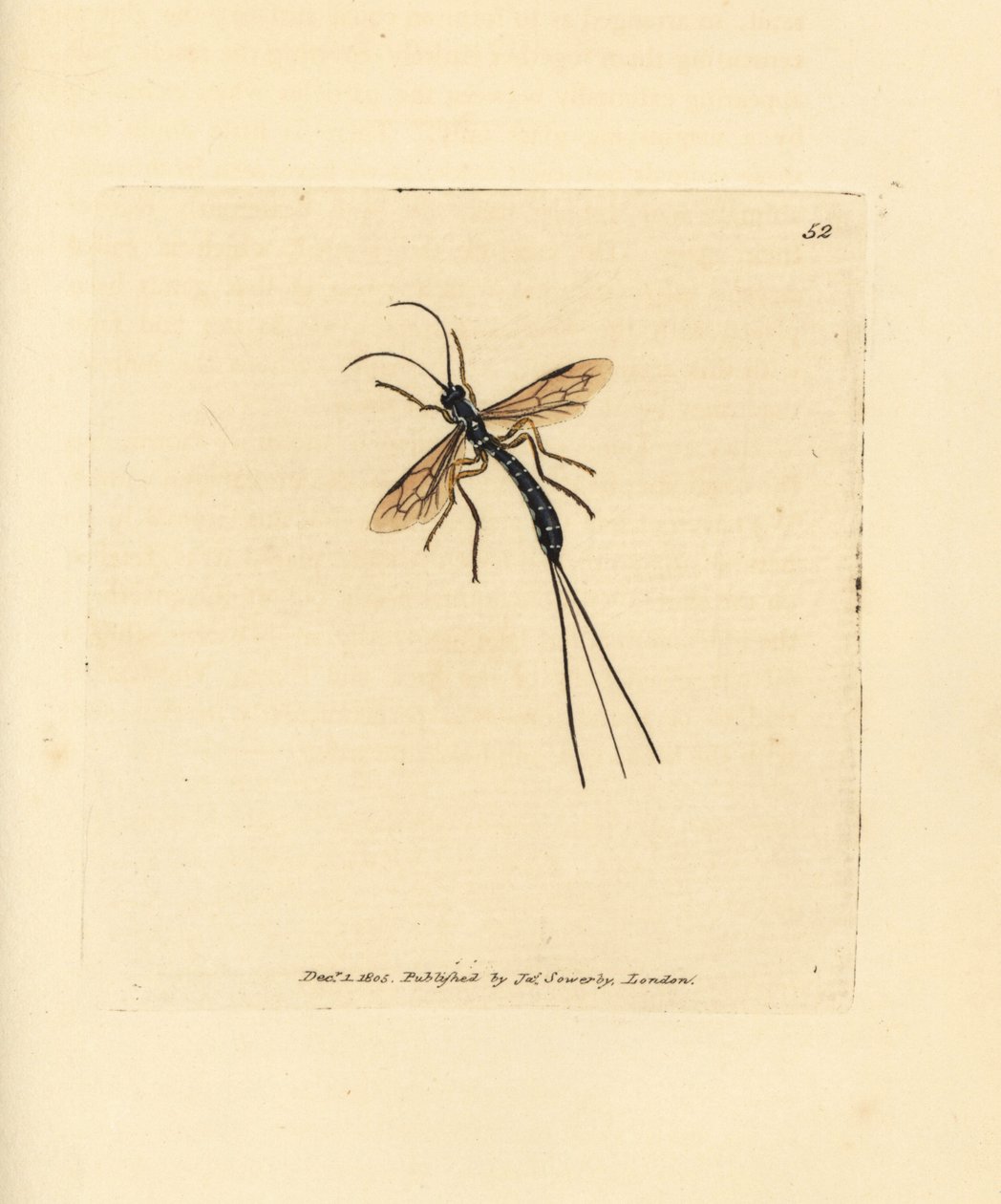 Mouche ichneumon, Rhyssa persuasoria - James Sowerby