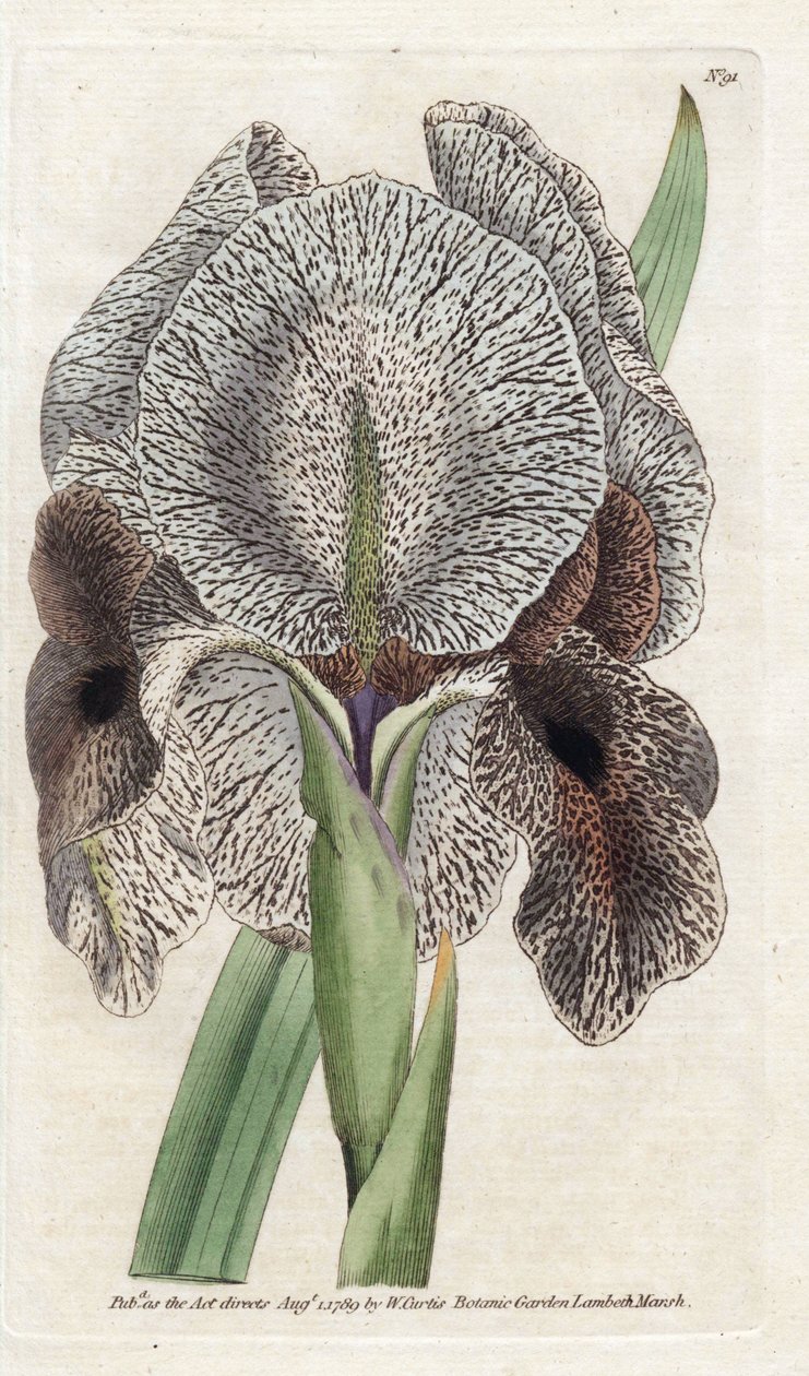Iris de Chalcedoine ou Susa - James Sowerby