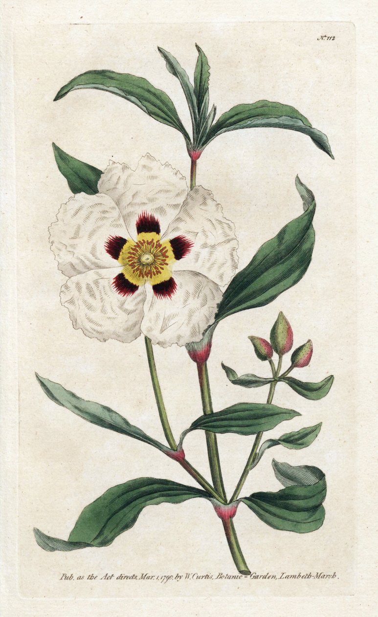 Ciste ladanifère - Lithographie de James Sowerby (1757-1822), tirée du Botanical Magazine de William Curtis (1746-1799) - James Sowerby