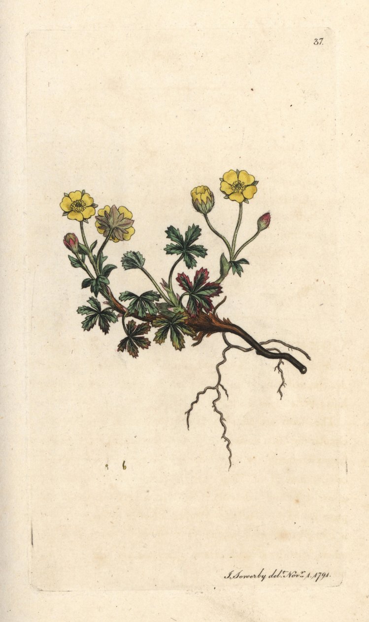 Potentille à grandes fleurs, Potentilla grandiflora. Gravure à la main d