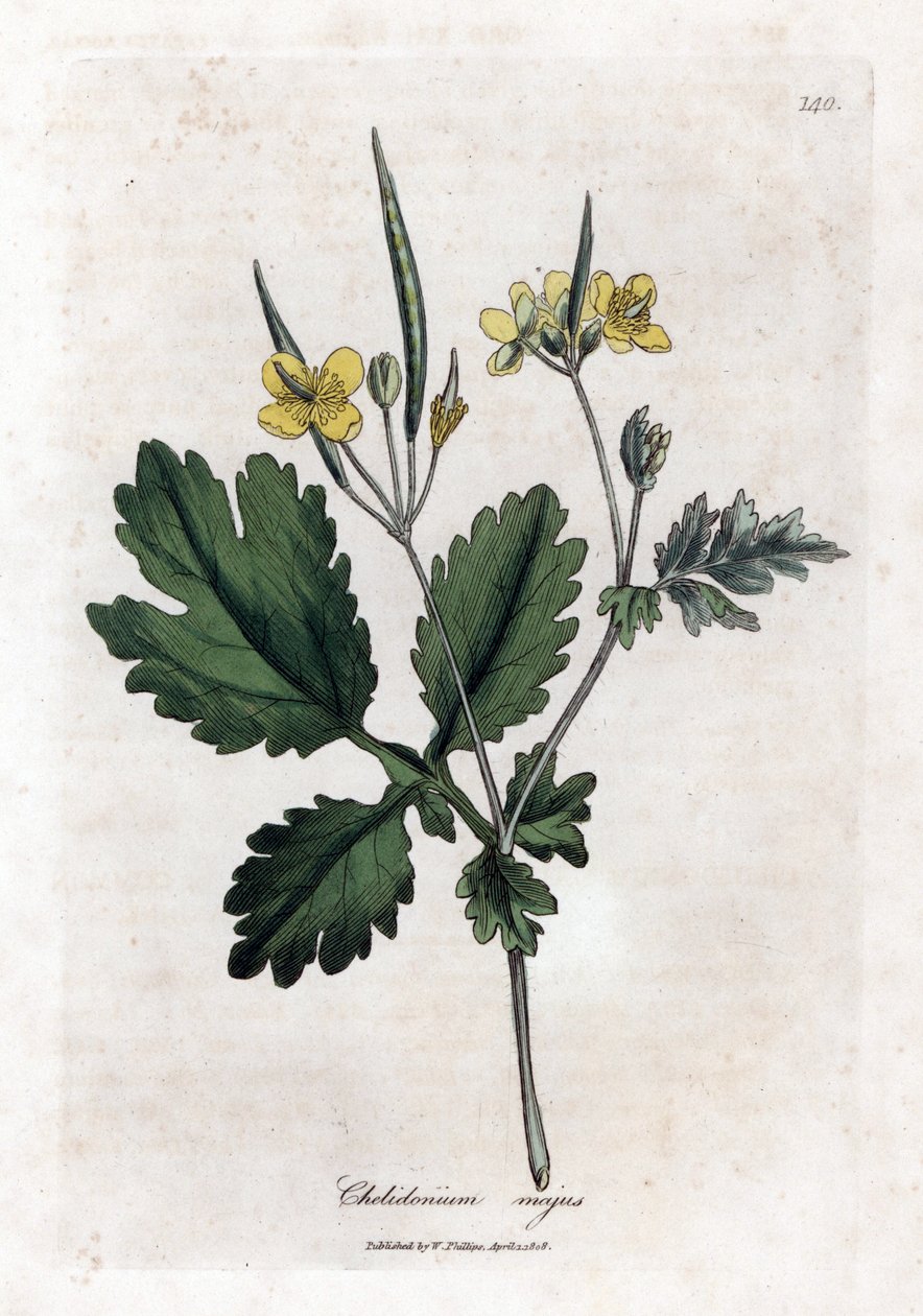 Grande chélidoine - Grande chélidoine, Chelidonium majus. Gravure sur cuivre coloriée à la main d