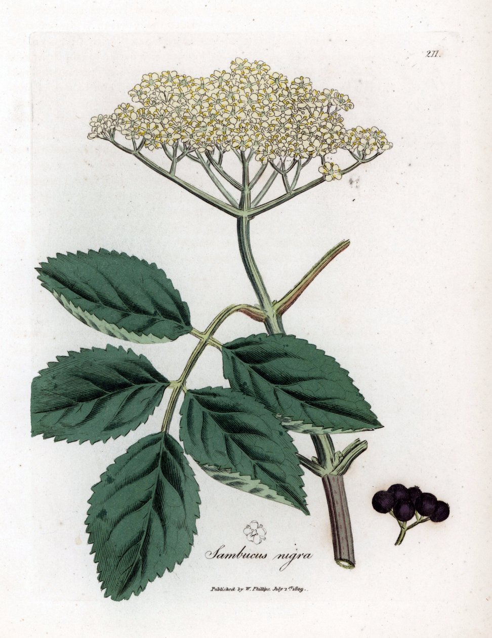 Sureau noir - Sureau noir commun, Sambucus nigra. Gravure sur cuivre coloriée à la main d