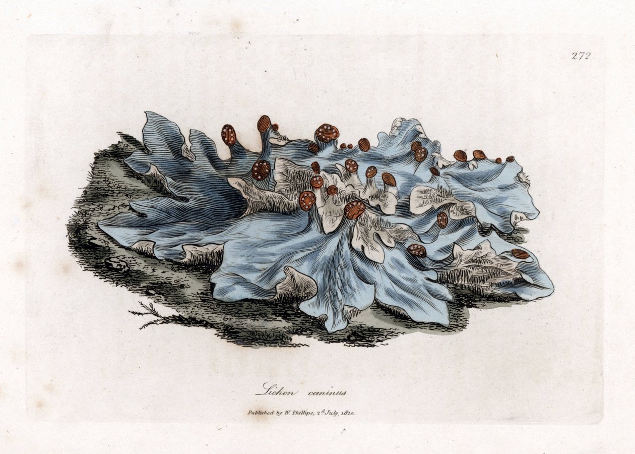 Lichen cendré, Lichen caninus - James Sowerby