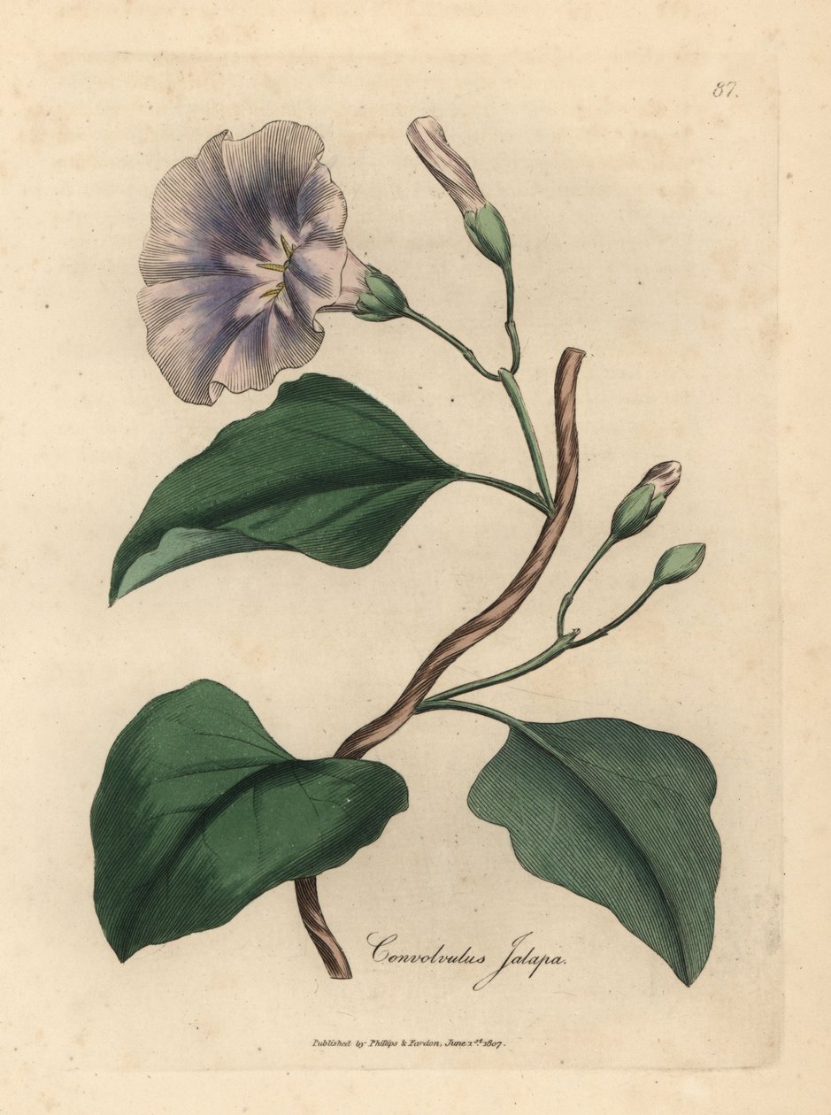 Liseron jalap à fleurs lilas, Colvolvulus jalapa - James Sowerby