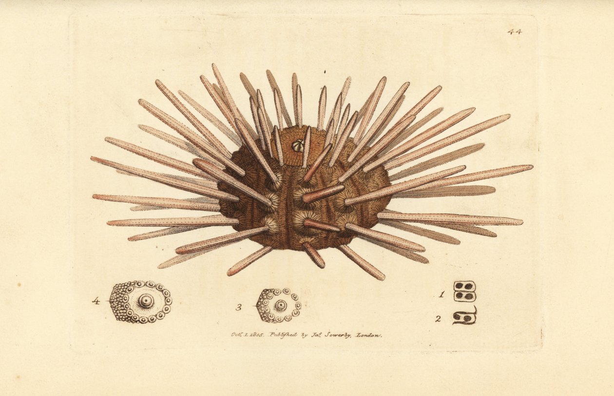 Oursin de mer à longues épines, Cidaris cidaris (Echinus cidaris) - James Sowerby