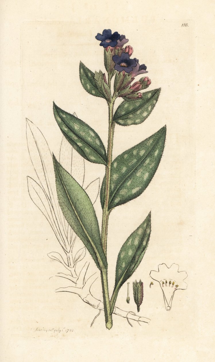 Pulmonaire officinale, Pulmonaria officinalis. Gravure à la main d