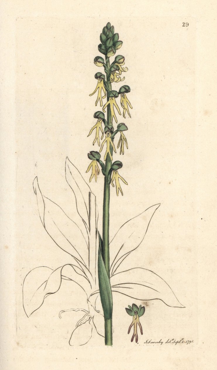 Orchis homme-pendu, Orchis anthropophora. Gravure à la main d