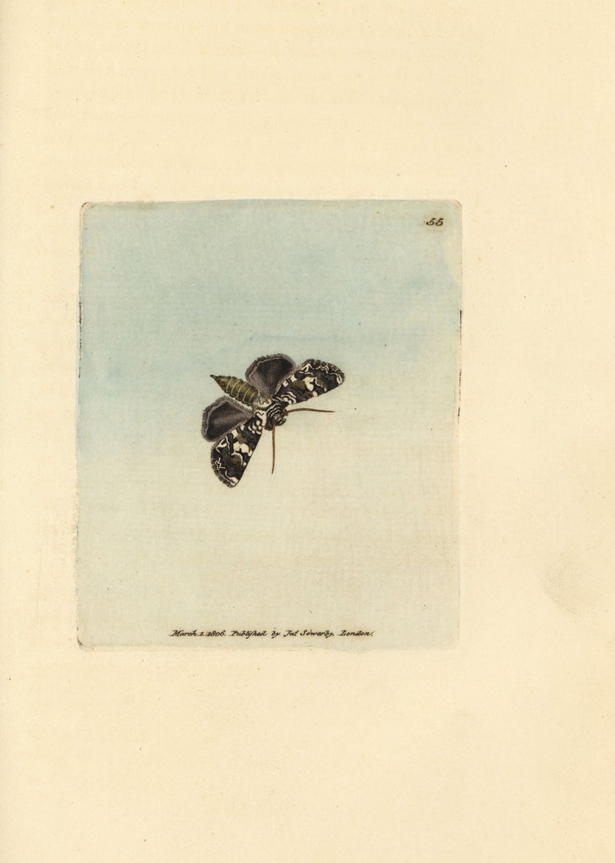 Noctuelle marbrée - James Sowerby