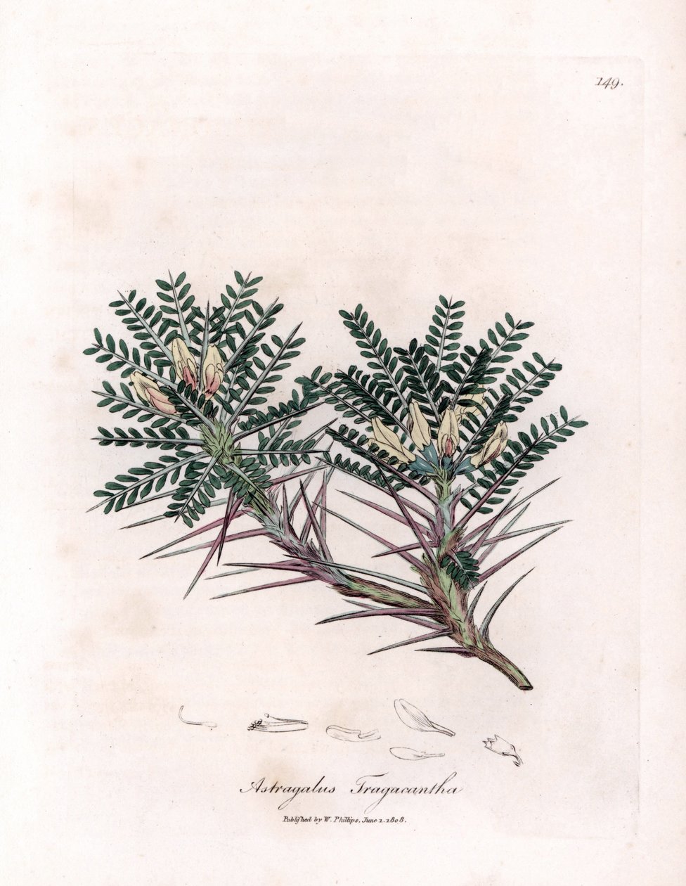 Astragale de Marseille ou coussin de mère - Astragale épineux, Astragalus tragacantha. Gravure à la main en couleur d