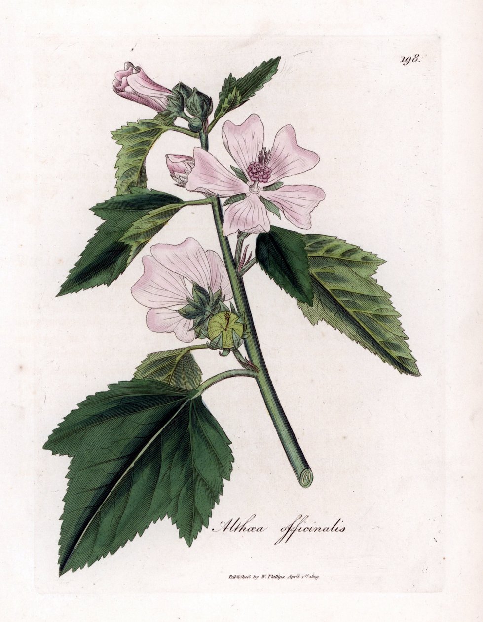 Guimauve officinale ou guimauve sauvage ou guimauve blanche, Althaea officinalis. Gravure à la main d
