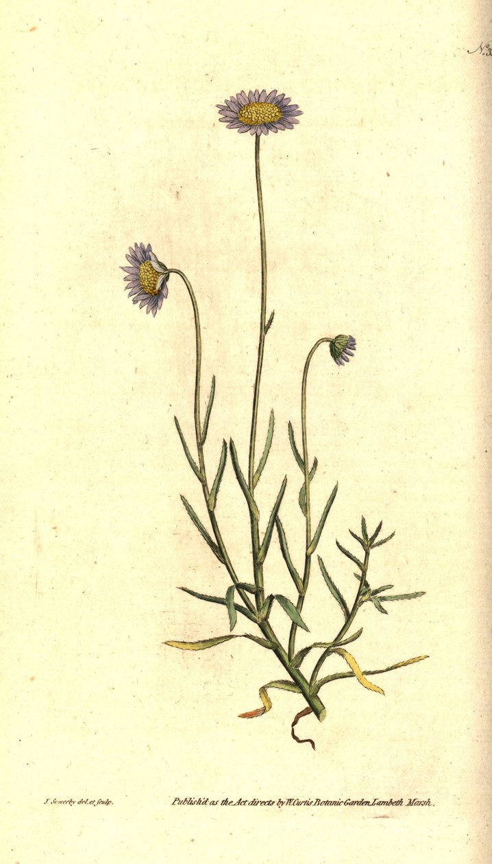 Aster mignonette, Felicia tenella - James Sowerby