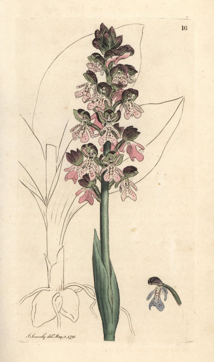 Orchis militaire, Orchis militaris Gravure à la main d