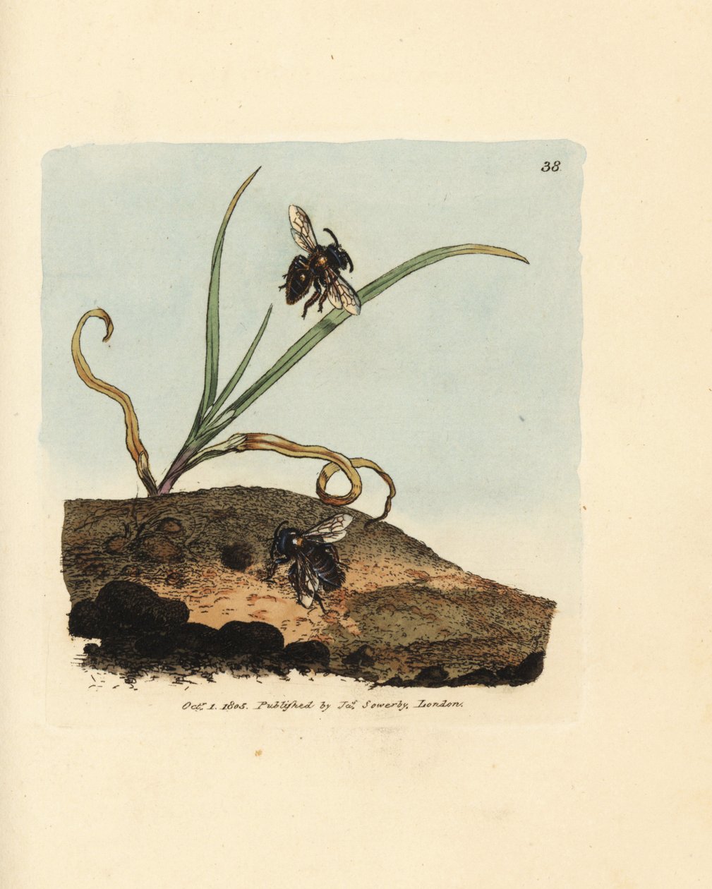 Abeille minière, Andrena nigroaenea (Melitta nigro-aenea) - James Sowerby