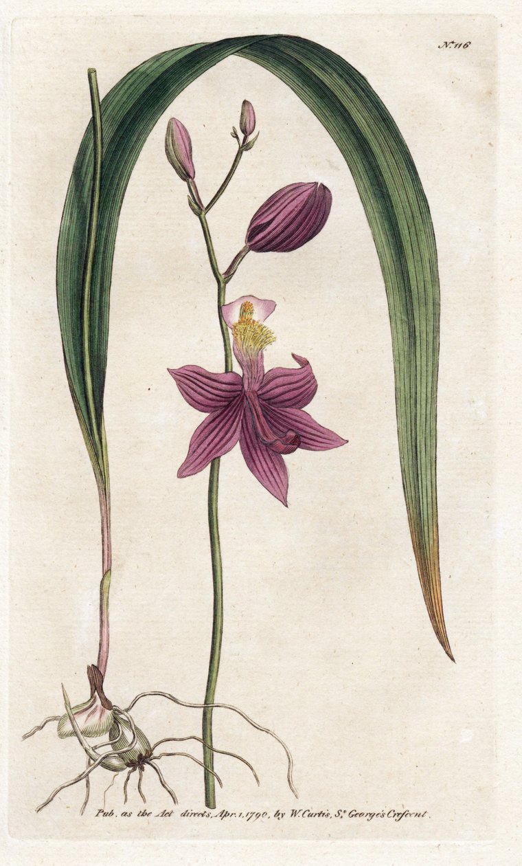 Orchidée: calopogon tubéreux, du Botanical Magazine de William Curtis - James Sowerby