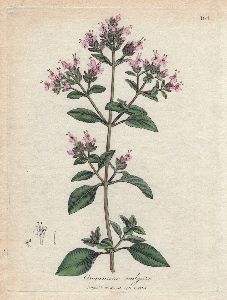 Origan. Gravure à la main d