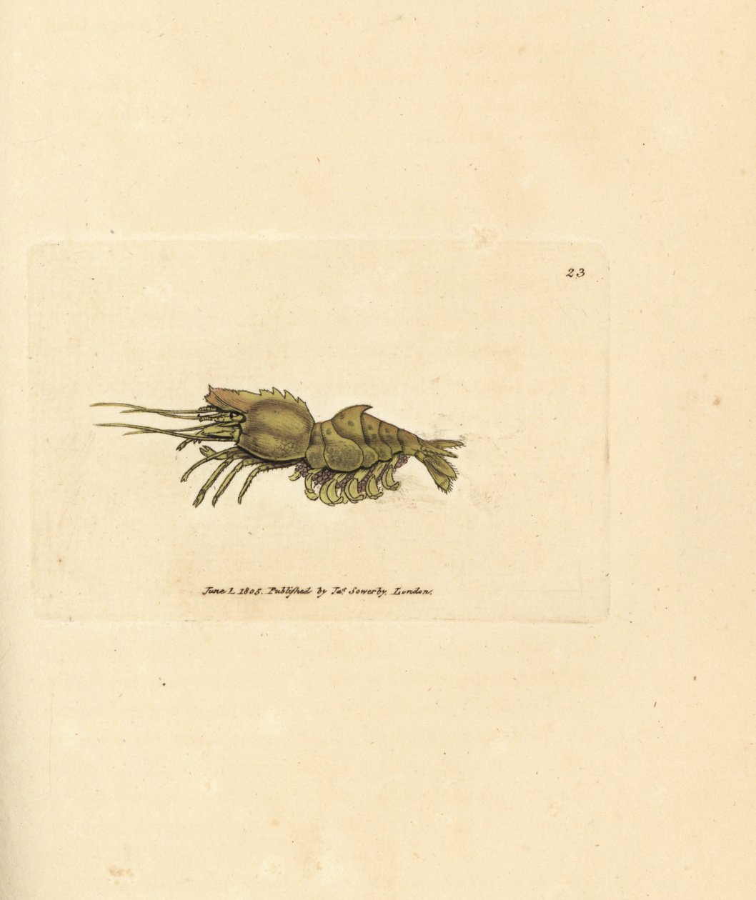 Crevette perroquet, Spirontocaris spinus - James Sowerby