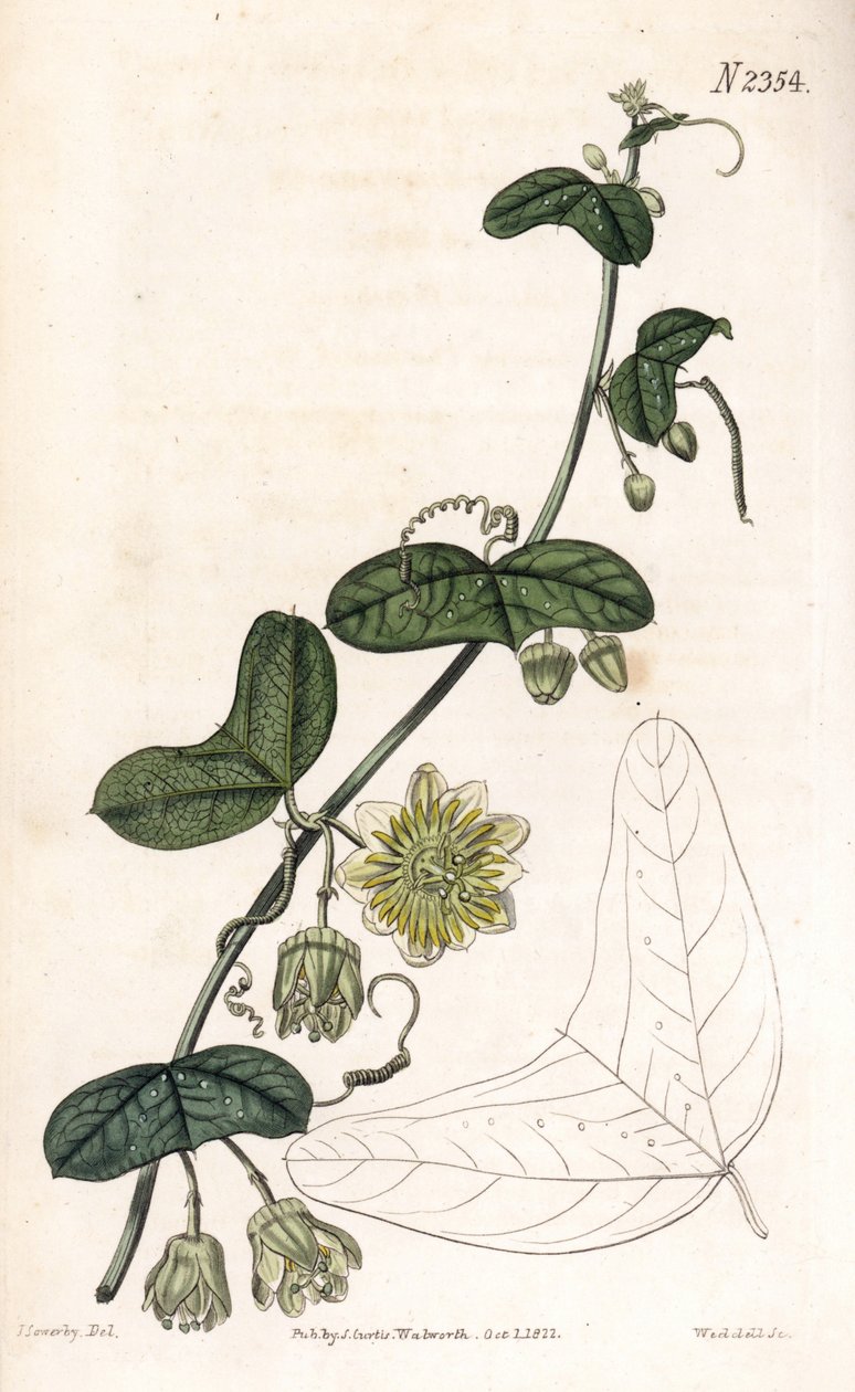 Fleur de la passion, Passiflora biflora - James Sowerby