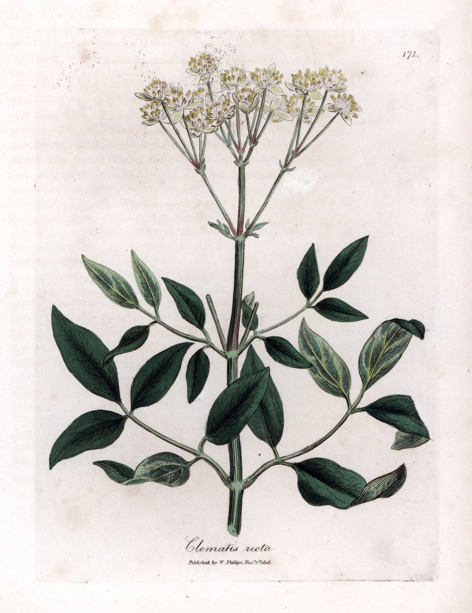 Clématite vivace - Clématite droite, Clematis recta - James Sowerby