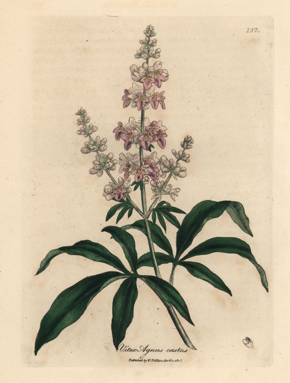 Arbre chaste à fleurs roses, Vitex agnus castus - James Sowerby
