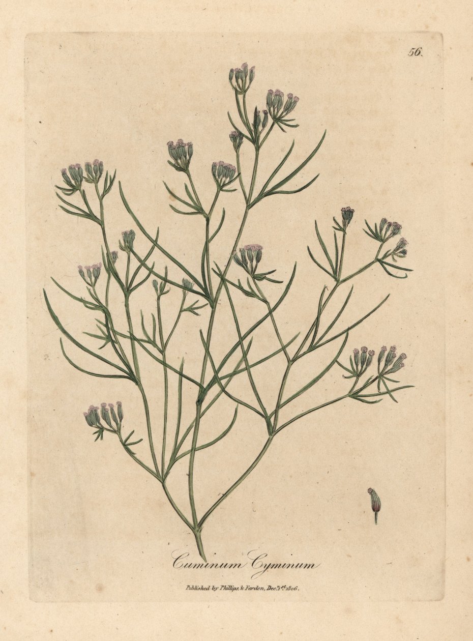 Cumin à fleurs roses, Cuminum cyminum - James Sowerby