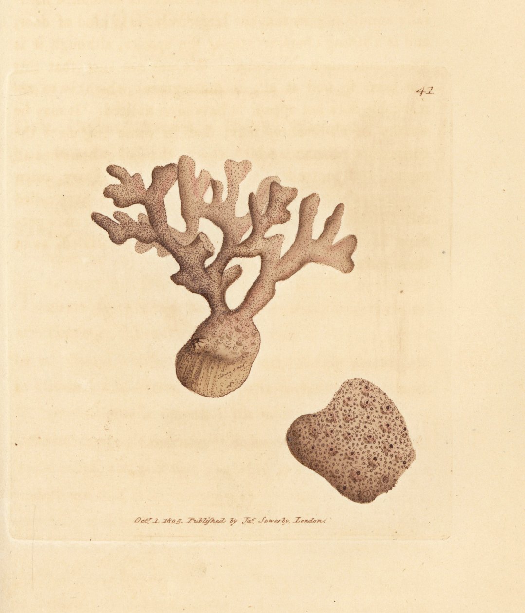 Porella compressa (Millepora compressa) - James Sowerby