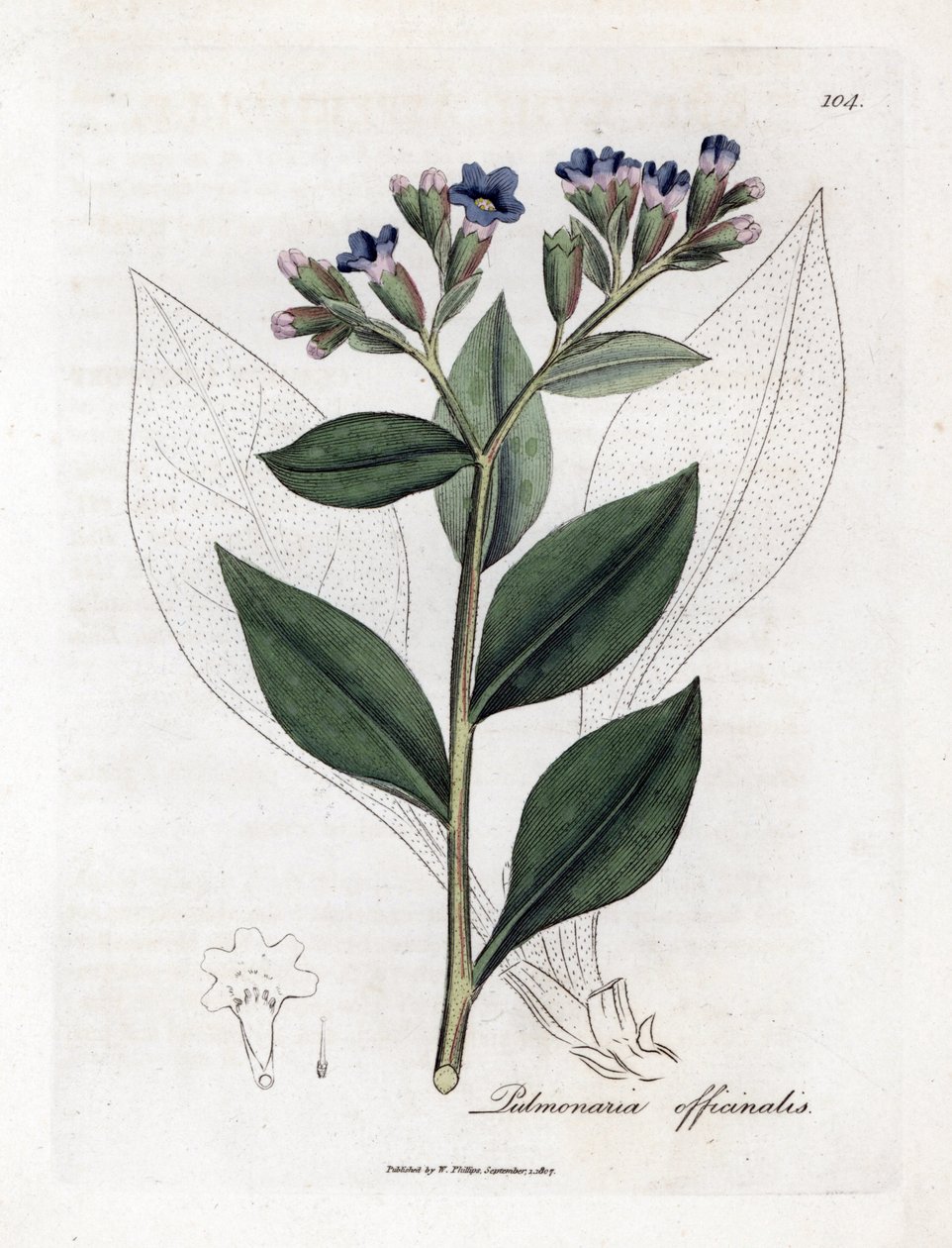 Pulmonaire officinale - Pulmonaire, Pulmonia officinalis. Gravure à la main en couleur d
