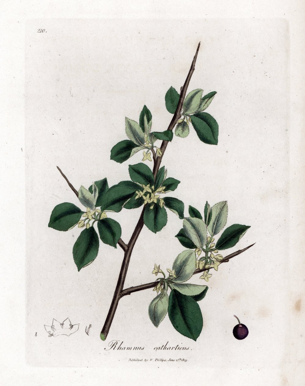 Nerprun purgatif - Nerprun purgatif, Rhamnus catharticus. Gravure sur cuivre coloriée à la main d