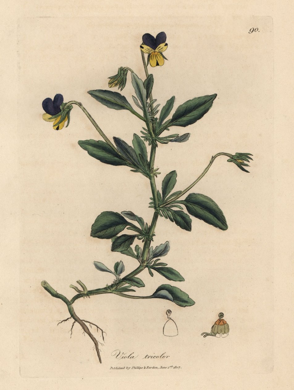 Pensée tricolore, Viola tricolor - James Sowerby