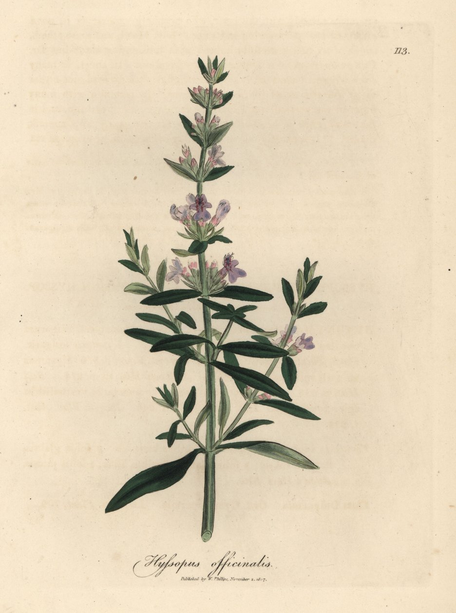 Hysope à fleurs pourpres, Hyssopus officinalis - James Sowerby