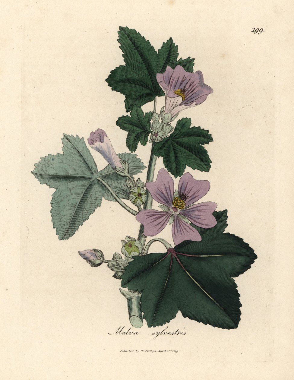 Mauve à fleurs pourpres, Malva sylvestris - James Sowerby