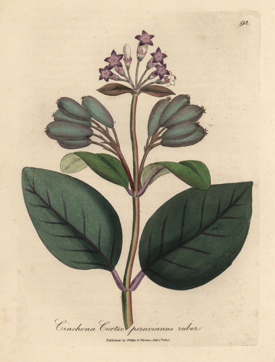 Arbre à écorce rouge du Pérou à fleurs pourpres, Cinchona cortex peruvianus ruber - James Sowerby