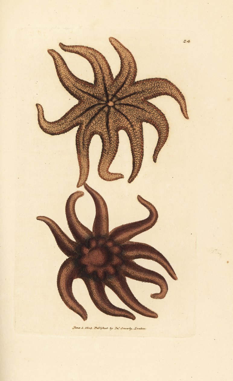 Astérie pourpre, Solaster endeca - James Sowerby