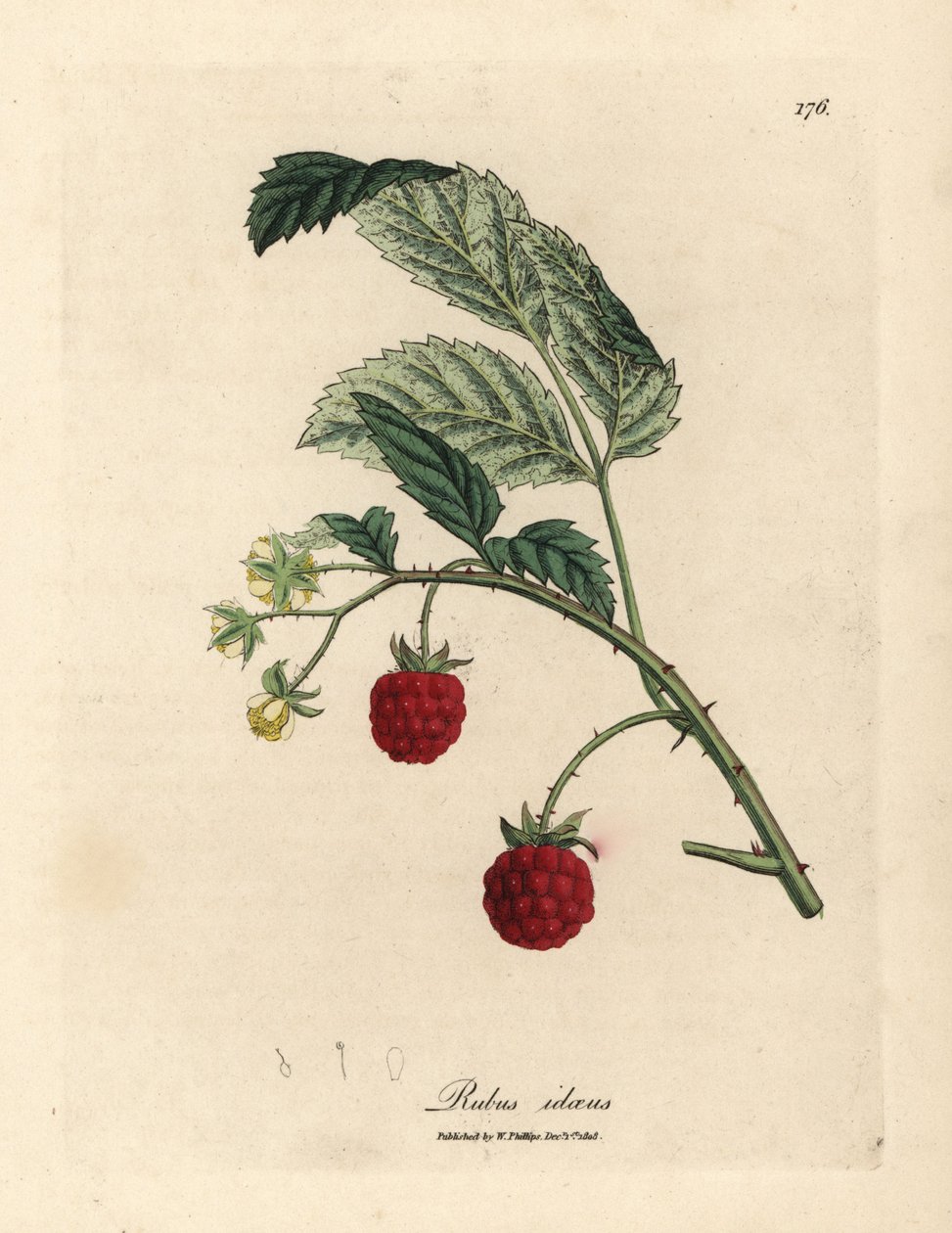 Framboisier avec fruits mûrs et fleurs jaunes, Rubus idaeus - James Sowerby