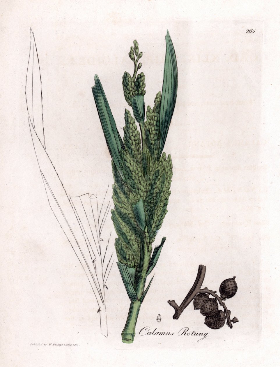 Palmier rotin - Canne de rotin, Calamus rotang - James Sowerby