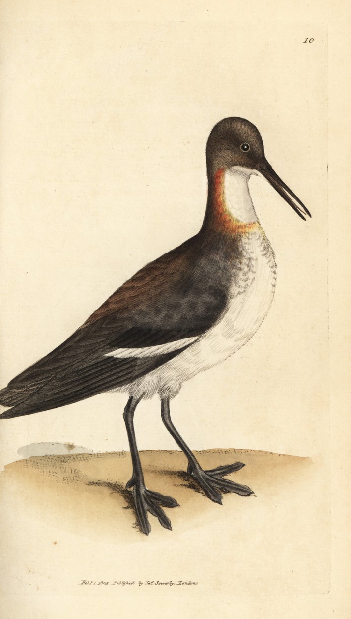 Phalarope à bec étroit, Phalaropus lobatus (Phalaropus hyperboreus) - James Sowerby