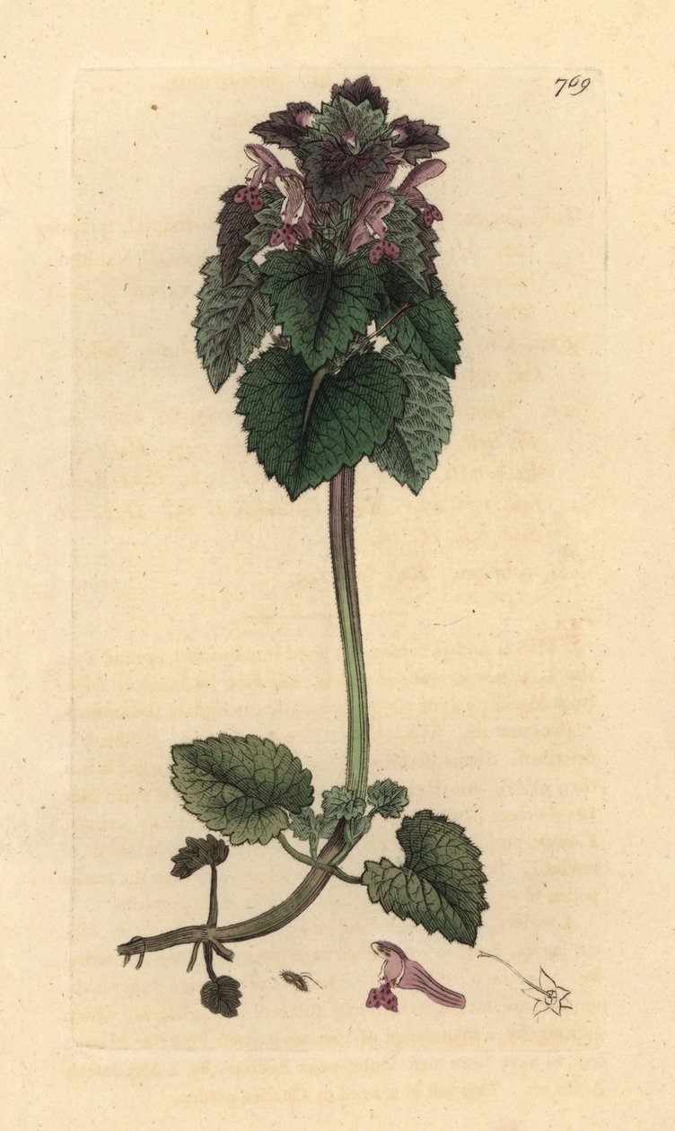 Lamier pourpre, Lamium purpureum Gravure sur cuivre coloriée à la main d