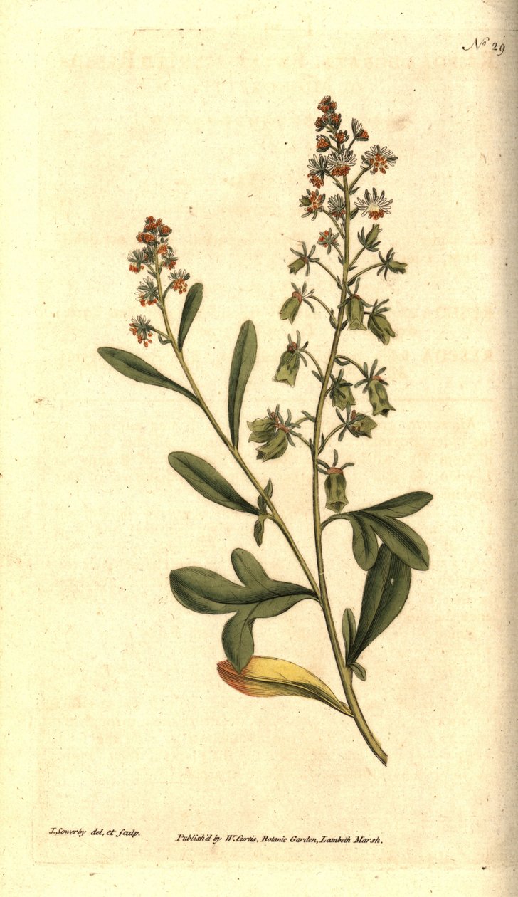 Réséda odorant, illustration botanique de James Sowerby du Botanical Magazine de William Curtis - James Sowerby