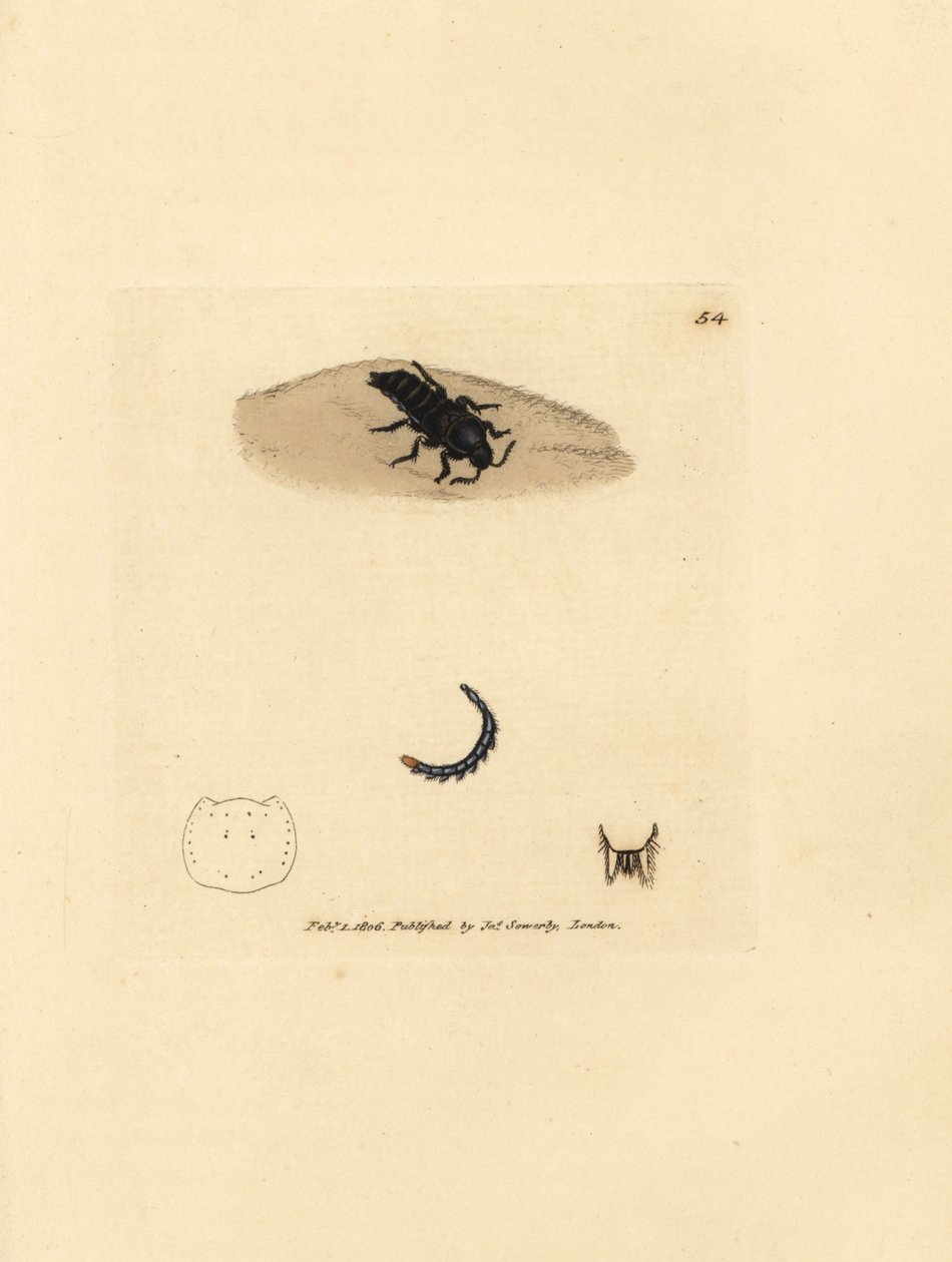 Staphylin dilaté, Velleius dilatatus - James Sowerby