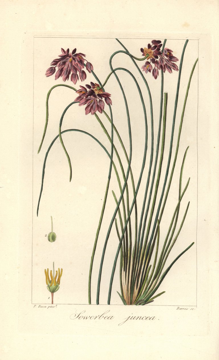 Lys de ruée, Sowerbaea juncea, originaire d