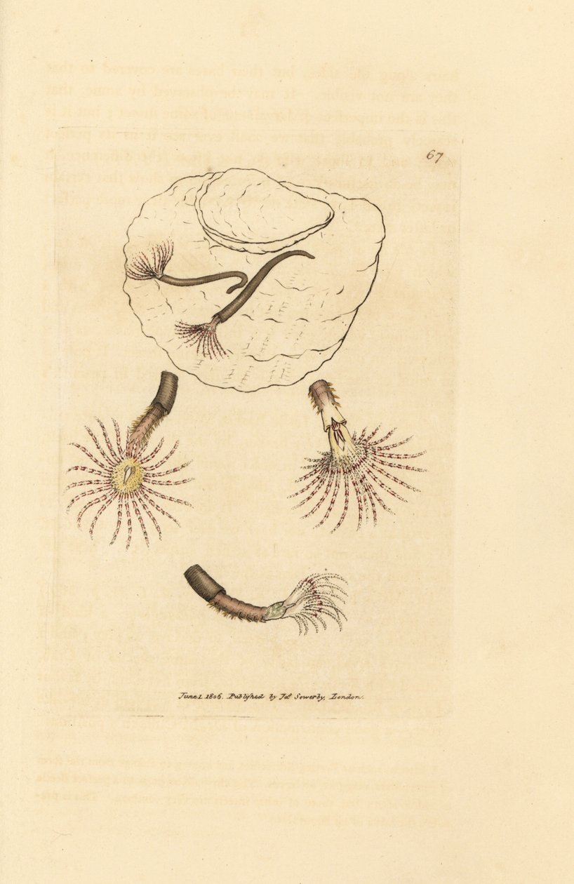Ver de sable à antennes cramoisies - James Sowerby