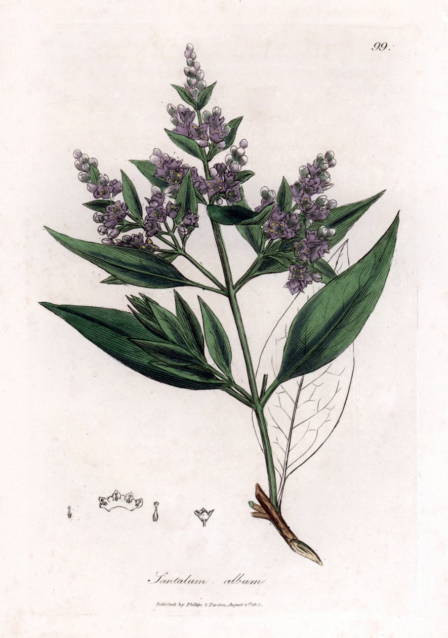 Bois de santal - Bois de santal indien, Santalum album - James Sowerby