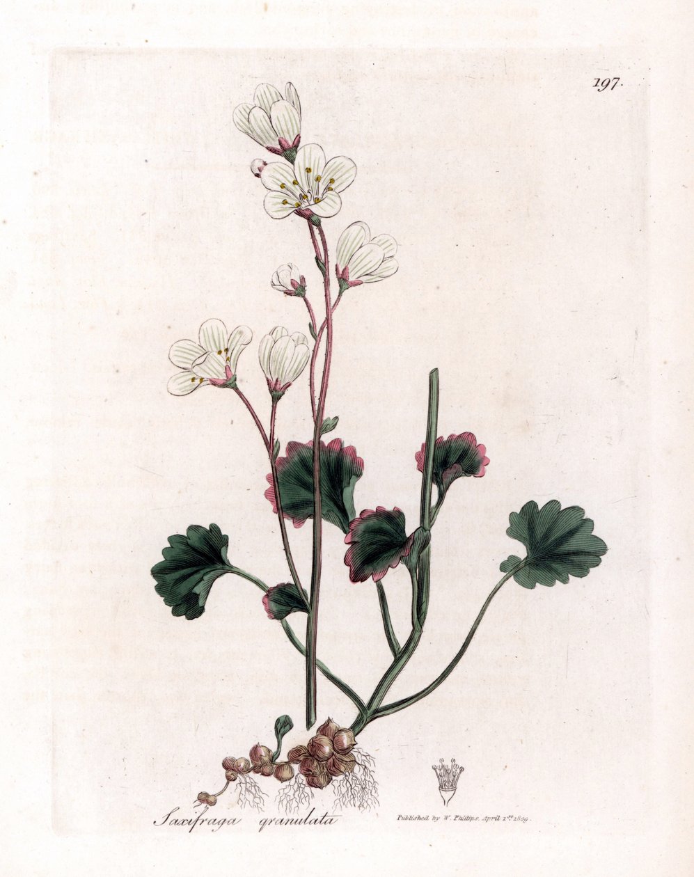 Saxifrage granulée - Saxifraga granulata. Gravure à la main d